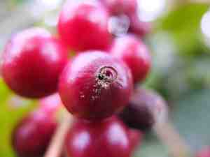 COFFEE CHERRIES