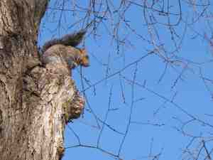 CHHHHHH..... A SQUIRREL