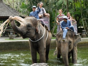 ELEPHANT RIDING